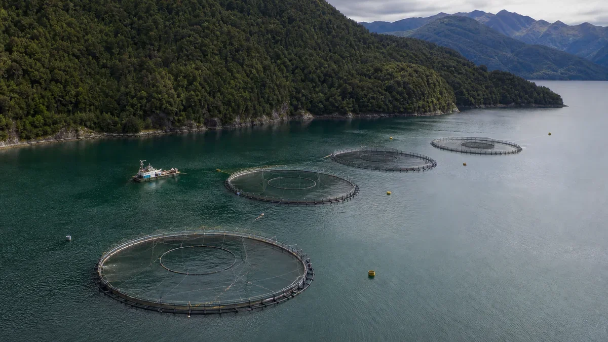 Centro de cultivo de salmones con balsas jaula en un fiordo del sur de Chile
