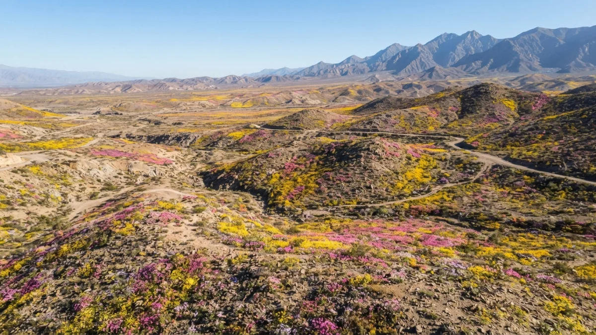 Desierto florido en Atacama con flores amarillas y rosadas cubriendo llanos y serranías