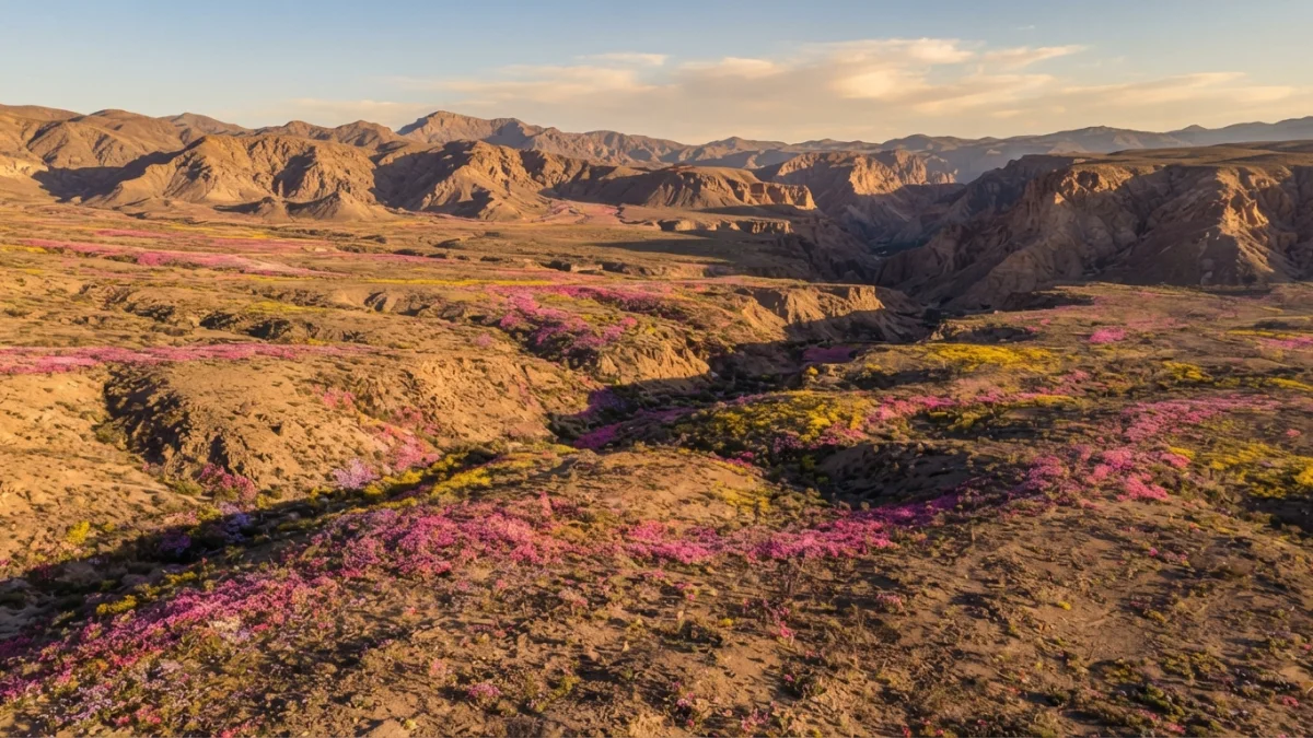Suspenden el "Festival Oficial del Desierto Florido" en Vallenar: reconocen "error comunicacional" y faltan permisos